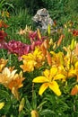 Lily flowers (Liliums) in the garden