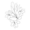 pencil realistic calla lily drawing, sketch realistic lily drawing, flower cluster drawing Easy flower coloring pages,