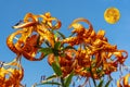 Lily flowers and the moon on a background of blue sky