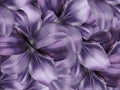 Lily flowers. purple-pink background. floral collage. flower composition. Royalty Free Stock Photo