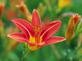 Lily flowers in shallow focus in a sea of green (II)