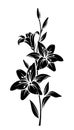Lily flowers. Vector black silhouette.