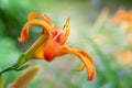 Lily flowers. Wet beautiful orange lily flowers with rain drops on a blurred background with bokeh effect. Daylily in the garden. Royalty Free Stock Photo