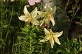 Lily flowers Royalty Free Stock Photo