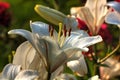 Lily. Garden flower. Royalty Free Stock Photo