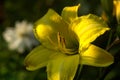 Lily. Garden flower. Royalty Free Stock Photo