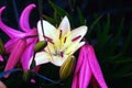 Lily. Garden flower. Royalty Free Stock Photo
