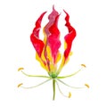 Lily gloriosa flower isolated on white background, watercolor illustration.