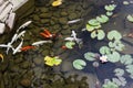 Lily, gold fish in a man made pond. Royalty Free Stock Photo