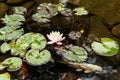 Lily, gold fish in a man made pond. Royalty Free Stock Photo