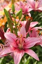 Grand pink lily on a flowerbed Royalty Free Stock Photo