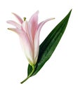 Lily with green leaf, pink lily flower bud isolated on white background Royalty Free Stock Photo