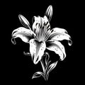 Majestic Lily Silhouette: Black And White Vector Illustration Royalty Free Stock Photo