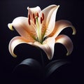 Lily isolated on black background. Flowers and plants in spring. AI generated