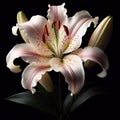 Lily isolated on black background. Flowers and plants in spring. AI generated