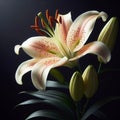 Lily isolated on black background. Flowers and plants in spring. AI generated