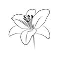 Lily isolated outline
