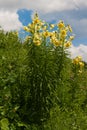 Lily Kesselring (Lilium kesselringianum) is in the mountains, No Royalty Free Stock Photo