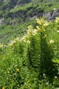 Lily Kesselring (Lilium kesselringianum) is in the mountains, No Royalty Free Stock Photo