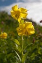 Lily Kesselring Lilium kesselringianum is in the mountains Royalty Free Stock Photo