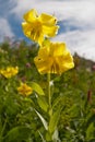 Lily Kesselring Lilium kesselringianum is in the mountains Royalty Free Stock Photo