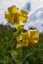 Lily Kesselring Lilium kesselringianum is in the mountains Royalty Free Stock Photo