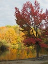 Lily Lake in the Fall Royalty Free Stock Photo