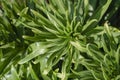 Lily lanceolate, or brindle Lilium lancifolium Royalty Free Stock Photo