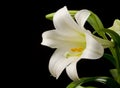 Lily with Large Blossom Royalty Free Stock Photo