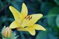 Lily Lat. LÃÂ­lium Itis a genus of plants in the Lilley Lat. Liliaceae yellow