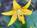 Lily Lat. LÃÂ­lium Itis a genus of plants in the Lilley Lat. Liliaceae yellow