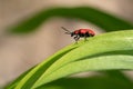 Lily leaf beetle, Lilioceris lilii