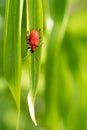Lily leaf beetle, Lilioceris lilii