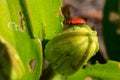 Lily leaf beetle, Lilioceris lilii