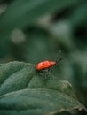 a lily leaf beetle & x28;Lilioceris lilii& x29;, also known as the red lily beetle Royalty Free Stock Photo