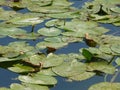 Lily leafs on lake water surface Royalty Free Stock Photo