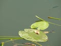 Lily leafs on lake water surface Royalty Free Stock Photo