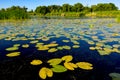Lily leafs on river water surface Royalty Free Stock Photo