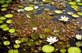 Lilies in the water swamp, water lilies green color