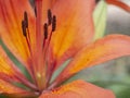 `Lily` and `Lilies` redirect here. For other uses, see Lilium disambiguation, Lily disambiguation, and Lilies disambiguation