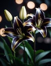 Lily Lilium is a genus of plants in the Liliaceae. Perennial herbs equipped with bulbs. Black graceful flower petals