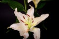 Lily Lilium longiflorum Close up Royalty Free Stock Photo