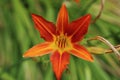 Lily Lilium