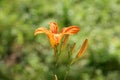 Lily or Lilium orange yellow blooming flower and flower buds on light green background Royalty Free Stock Photo