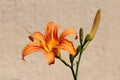 Lily or Lilium orange yellow fully open blooming perennial flower surrounded with flower buds on grey family house wall background Royalty Free Stock Photo