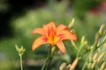 Lily or Lilium orange yellow blooming flower and flower buds Royalty Free Stock Photo