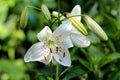 Lily or Lilium pure white with dark spots fully open blooming perennial flower surrounded with closed flower buds on dark green Royalty Free Stock Photo