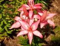 Lily Or Lilium Species In Bloom