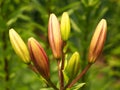 Lily Or Lilium Species On Bud