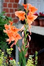 Lily or Lilium tall orange yellow perennial blooming flower surrounded with flower buds and other plants in front of family house Royalty Free Stock Photo